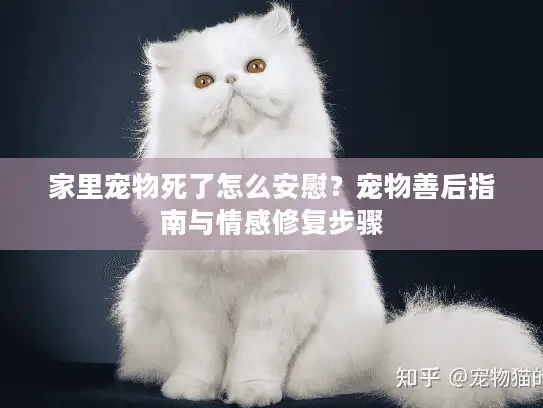 家里宠物死了怎么安慰？宠物善后指南与情感修复步骤