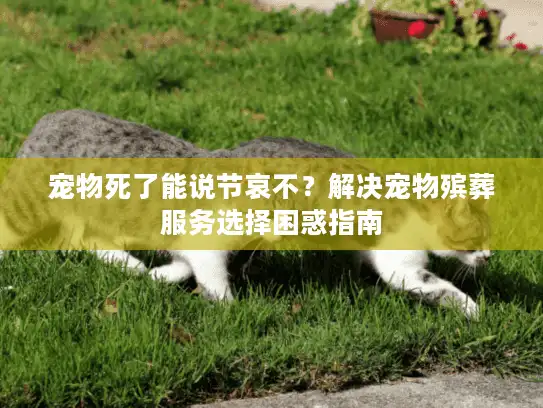 宠物死了能说节哀不？解决宠物殡葬服务选择困惑指南