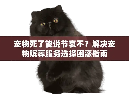 宠物死了能说节哀不？解决宠物殡葬服务选择困惑指南