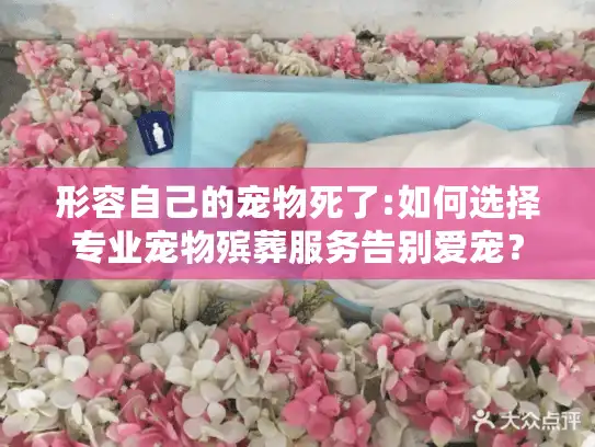 形容自己的宠物死了:如何选择专业宠物殡葬服务告别爱宠？
