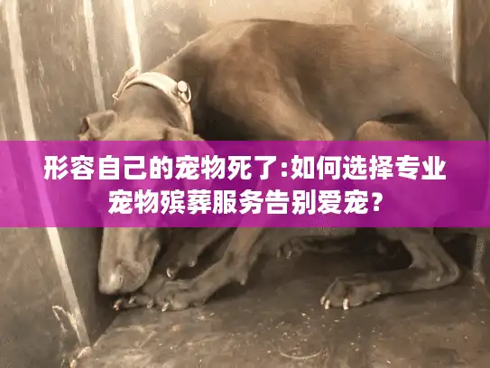 形容自己的宠物死了:如何选择专业宠物殡葬服务告别爱宠？