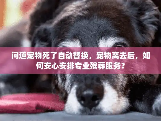 问道宠物死了自动替换，宠物离去后，如何安心安排专业殡葬服务？