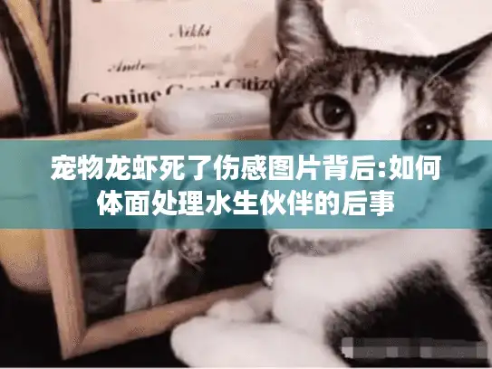 宠物龙虾死了伤感图片背后:如何体面处理水生伙伴的后事