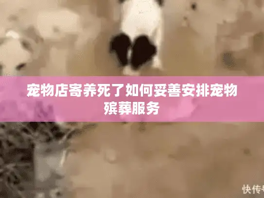 宠物店寄养死了如何妥善安排宠物殡葬服务