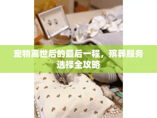宠物离世后的最后一程，殡葬服务选择全攻略