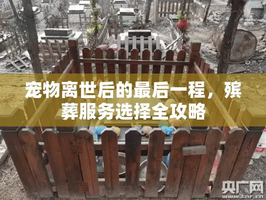 宠物离世后的最后一程，殡葬服务选择全攻略