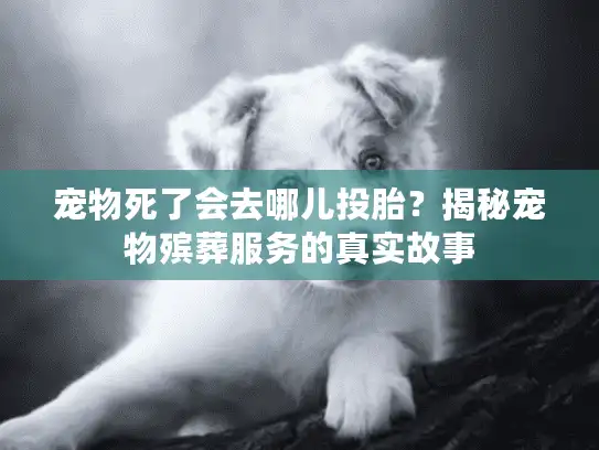 宠物死了会去哪儿投胎？揭秘宠物殡葬服务的真实故事