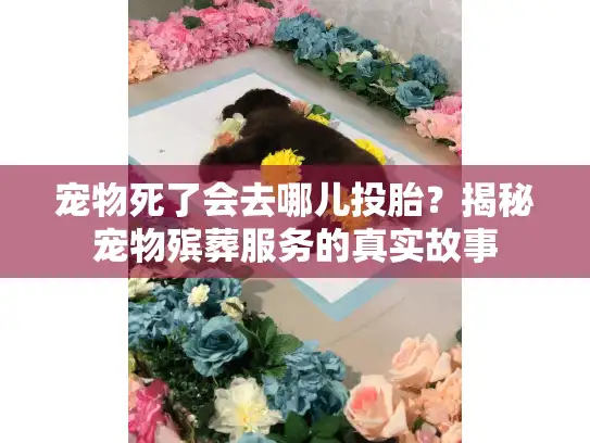 宠物死了会去哪儿投胎？揭秘宠物殡葬服务的真实故事