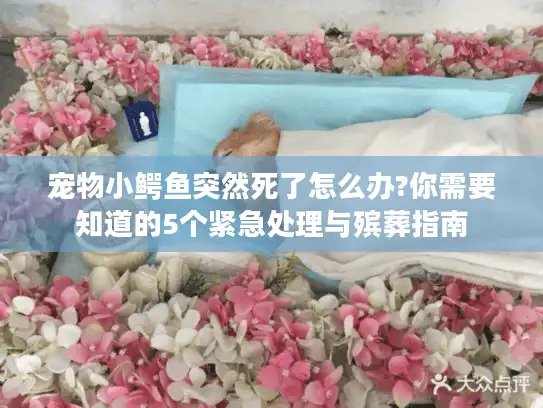 宠物小鳄鱼突然死了怎么办?你需要知道的5个紧急处理与殡葬指南