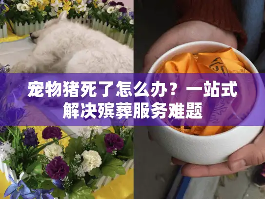 宠物猪死了怎么办？一站式解决殡葬服务难题