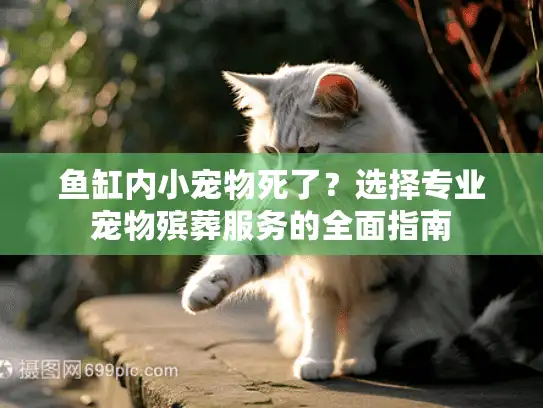 鱼缸内小宠物死了？选择专业宠物殡葬服务的全面指南