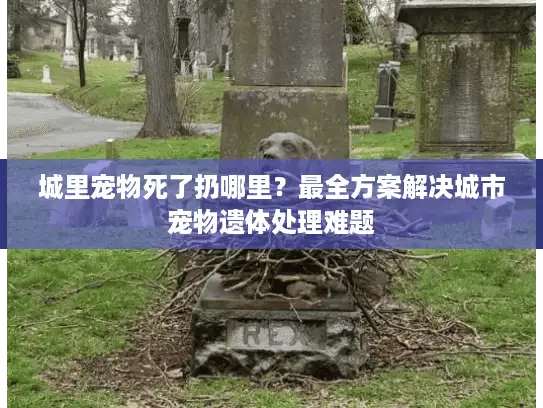 城里宠物死了扔哪里？最全方案解决城市宠物遗体处理难题