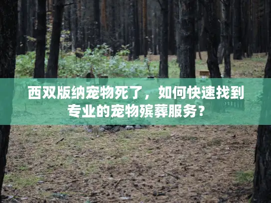 西双版纳宠物死了，如何快速找到专业的宠物殡葬服务？