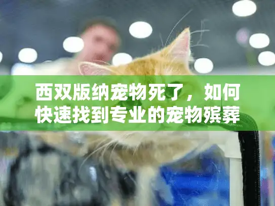 西双版纳宠物死了，如何快速找到专业的宠物殡葬服务？