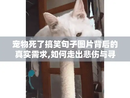 宠物死了搞笑句子图片背后的真实需求,如何走出悲伤与寻找专业服务