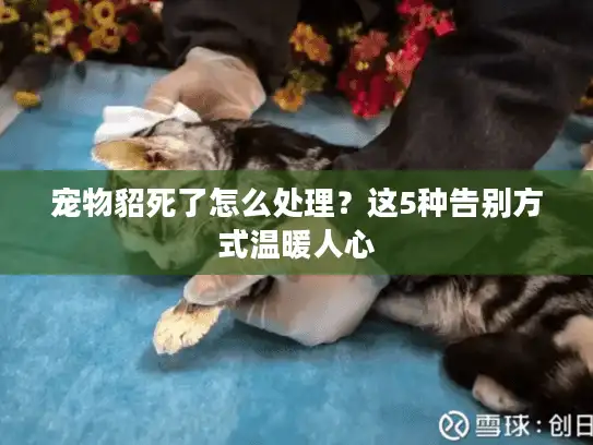 宠物貂死了怎么处理？这5种告别方式温暖人心