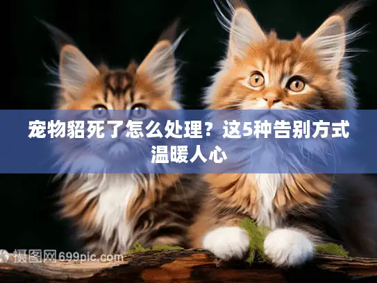 宠物貂死了怎么处理？这5种告别方式温暖人心