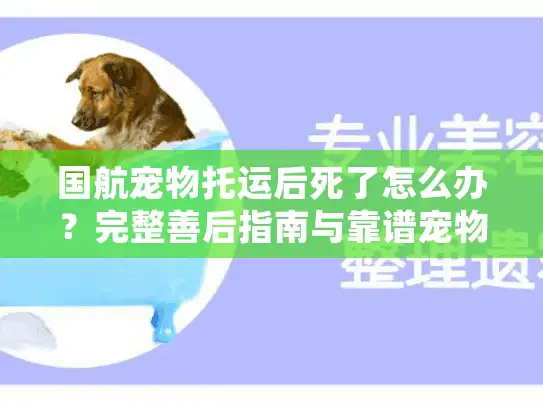 国航宠物托运后死了怎么办？完整善后指南与靠谱宠物殡葬服务推荐