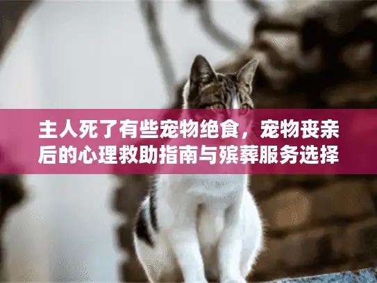 主人死了有些宠物绝食，宠物丧亲后的心理救助指南与殡葬服务选择