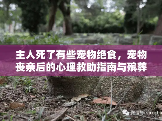 主人死了有些宠物绝食，宠物丧亲后的心理救助指南与殡葬服务选择