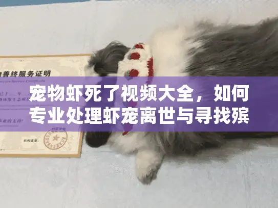 宠物虾死了视频大全，如何专业处理虾宠离世与寻找殡葬服务？