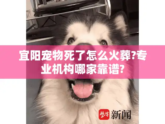 宜阳宠物死了怎么火葬?专业机构哪家靠谱?