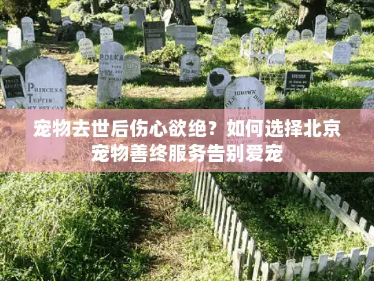 宠物去世后伤心欲绝？如何选择北京宠物善终服务告别爱宠