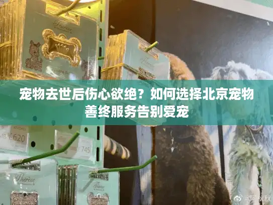 宠物去世后伤心欲绝？如何选择北京宠物善终服务告别爱宠