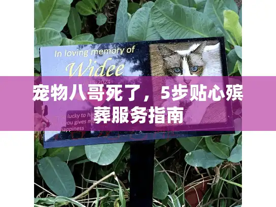 宠物八哥死了，5步贴心殡葬服务指南