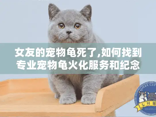 女友的宠物龟死了,如何找到专业宠物龟火化服务和纪念方案?