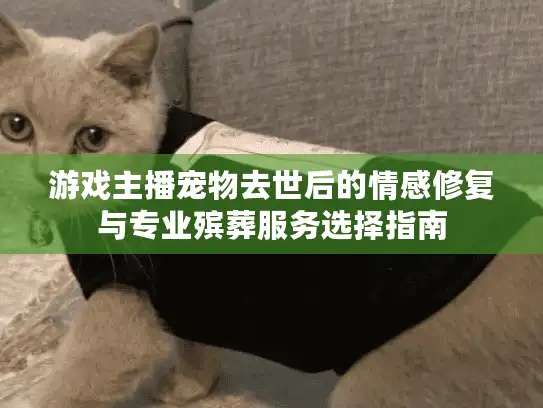 游戏主播宠物去世后的情感修复与专业殡葬服务选择指南