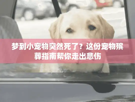 梦到小宠物突然死了？这份宠物殡葬指南帮你走出悲伤