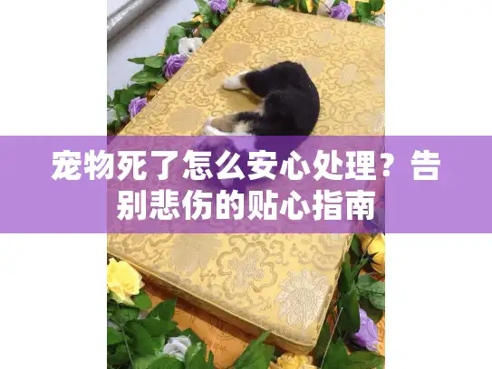 宠物死了怎么安心处理？告别悲伤的贴心指南