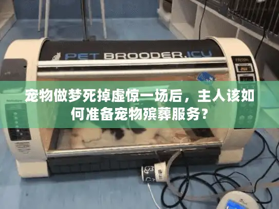 宠物做梦死掉虚惊一场后，主人该如何准备宠物殡葬服务？