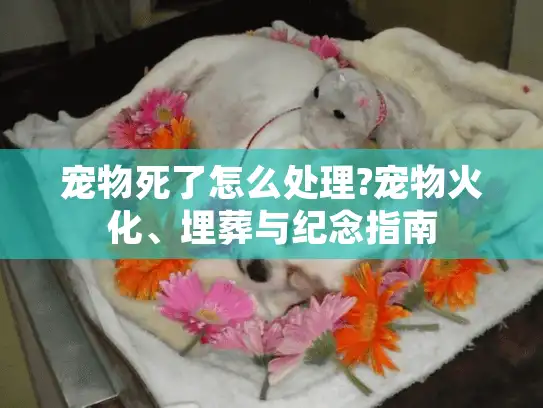 宠物死了怎么处理?宠物火化、埋葬与纪念指南