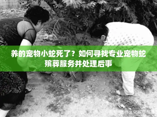 养的宠物小蛇死了？如何寻找专业宠物蛇殡葬服务并处理后事