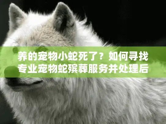 养的宠物小蛇死了？如何寻找专业宠物蛇殡葬服务并处理后事