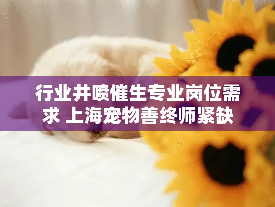 行业井喷催生专业岗位需求 上海宠物善终师紧缺