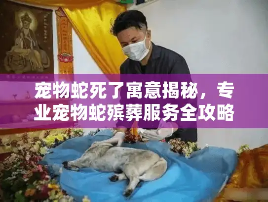宠物蛇死了寓意揭秘，专业宠物蛇殡葬服务全攻略