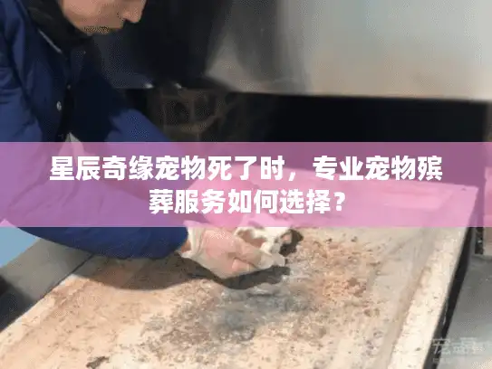 星辰奇缘宠物死了时，专业宠物殡葬服务如何选择？