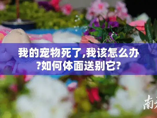 我的宠物死了,我该怎么办?如何体面送别它?