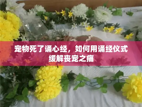 宠物死了诵心经，如何用诵经仪式缓解丧宠之痛
