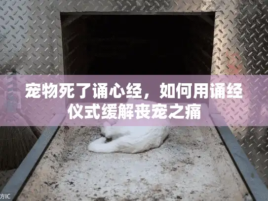 宠物死了诵心经，如何用诵经仪式缓解丧宠之痛