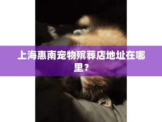 上海惠南宠物殡葬店地址在哪里？