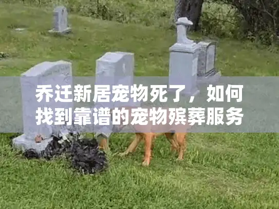 乔迁新居宠物死了，如何找到靠谱的宠物殡葬服务？