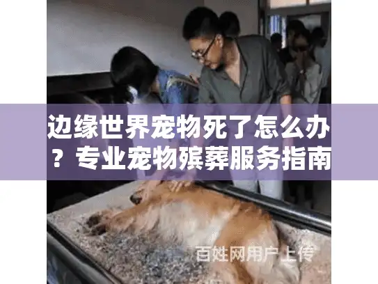 边缘世界宠物死了怎么办？专业宠物殡葬服务指南