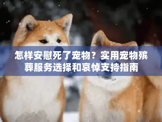 怎样安慰死了宠物？实用宠物殡葬服务选择和哀悼支持指南