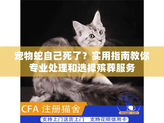 宠物蛇自己死了？实用指南教你专业处理和选择殡葬服务