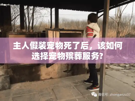 主人假装宠物死了后，该如何选择宠物殡葬服务?