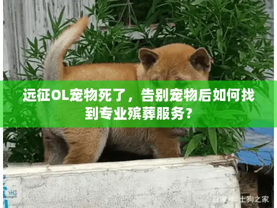 远征OL宠物死了，告别宠物后如何找到专业殡葬服务？